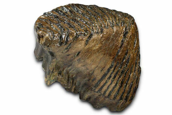 Gorgeous, Fossil Woolly Mammoth Upper M Molar - Poland #370385